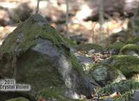 Národná prírodná rezervácia Boky